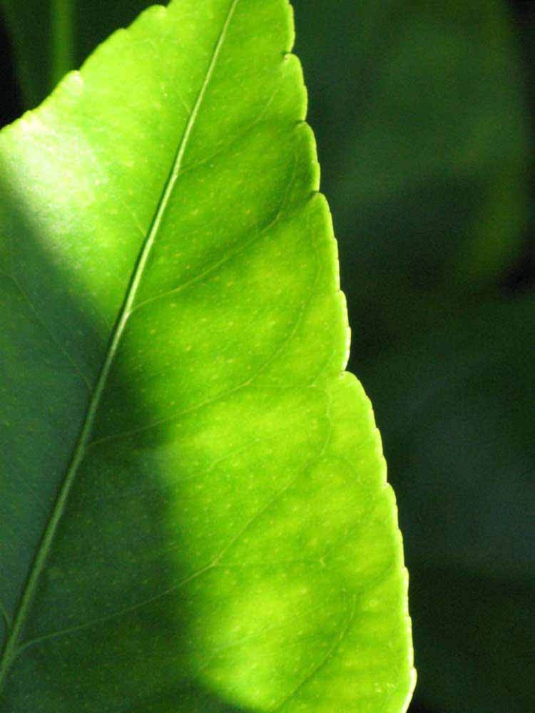              Margin (Riverside, CA)       